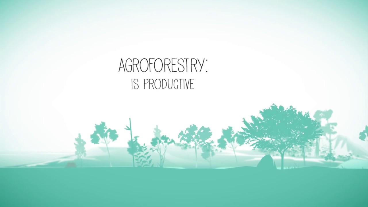Agroforestry benefits