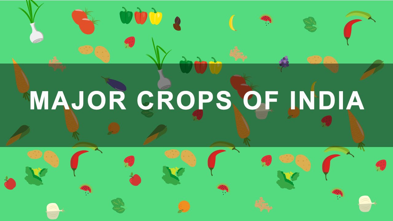 Major Crops of India - Rabi, Kharif, Zaid crops | Indian Agriculture, Geography