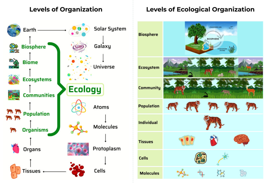 Levels of Organization in Ecology