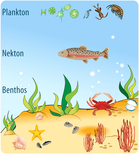 Biotic Resources