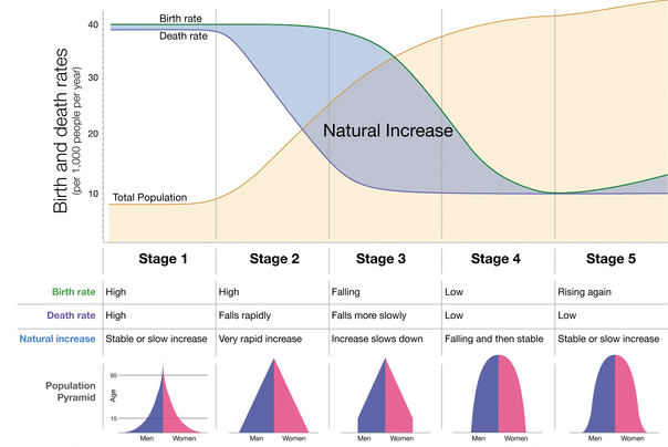 demographic transition theory population pyramid