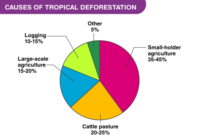 Causes of Tropical Deforestation 