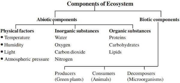 Components of an Ecosystem