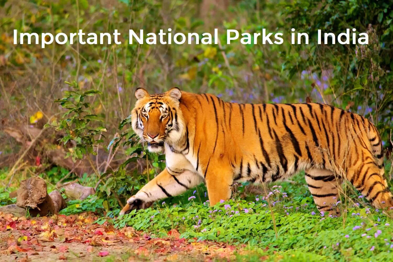 Important National Parks In India - UPSC