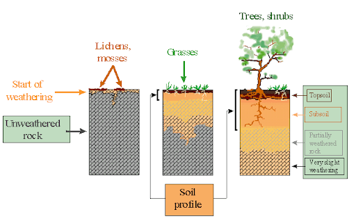 Soil Forming Factors time