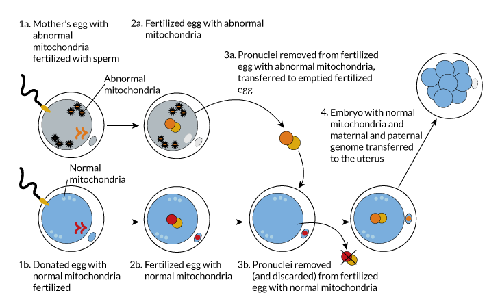 THREE PARENT BABY