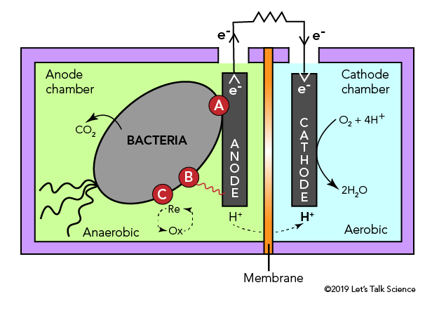 MICROBIAL FUEL CELLS