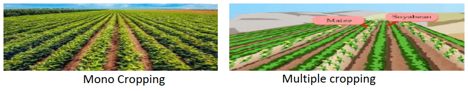Types of Cropping System