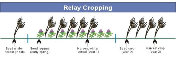 relay cropping