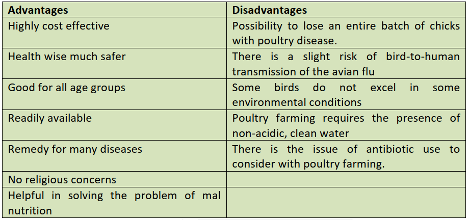 Chicken Advantage And Disadvantages