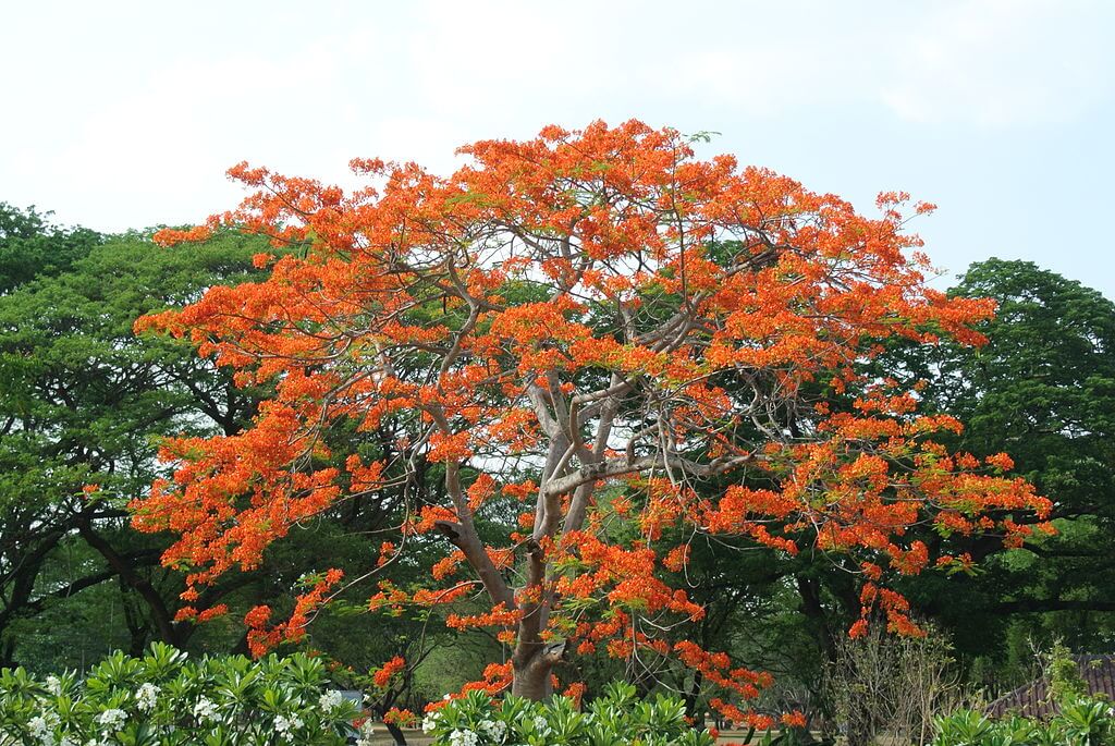 red cotton tree