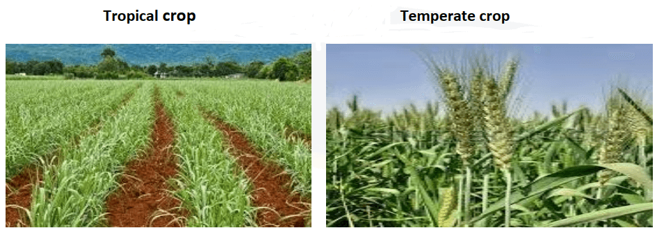 temperate crop and tropical crop