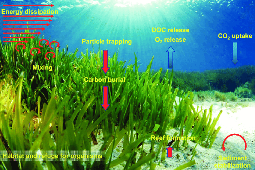 Seagrass