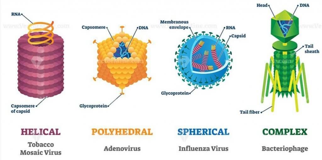 Types of Viruses