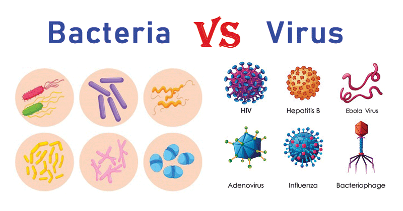 difference between virus and bacteria