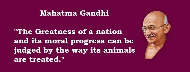 animal welfare board of india Gandhi