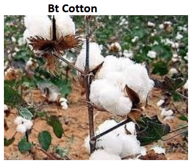 Bt Cotton