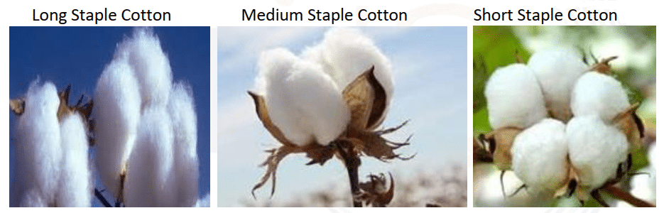 Types of Cotton