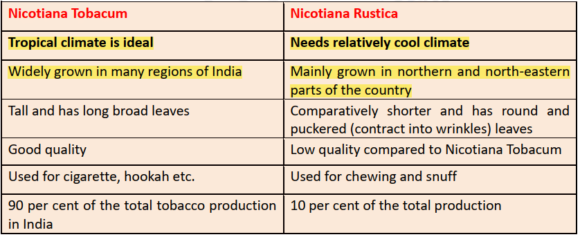 Types of Tobacco