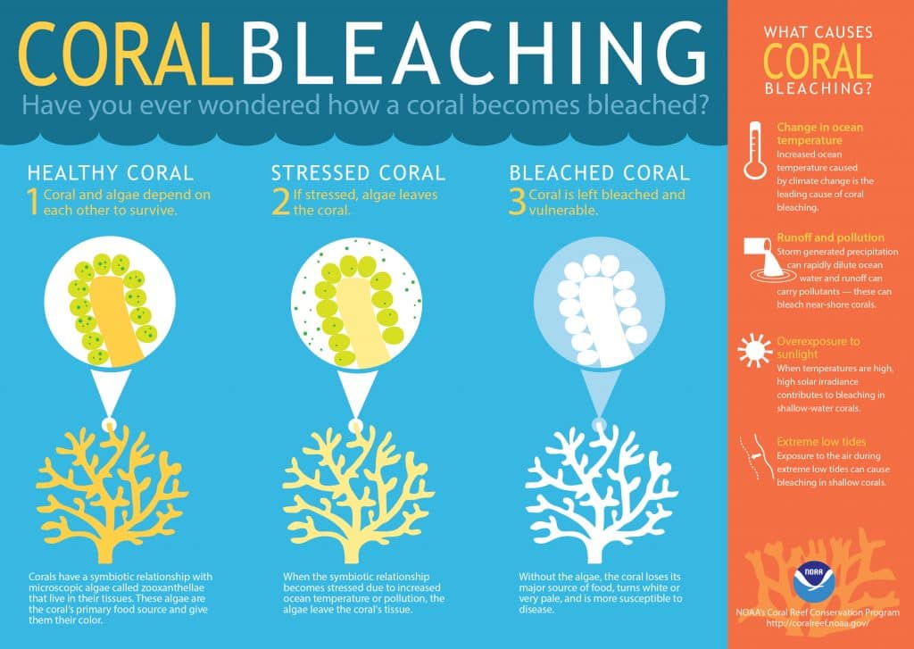 Coral Reefs Bleaching