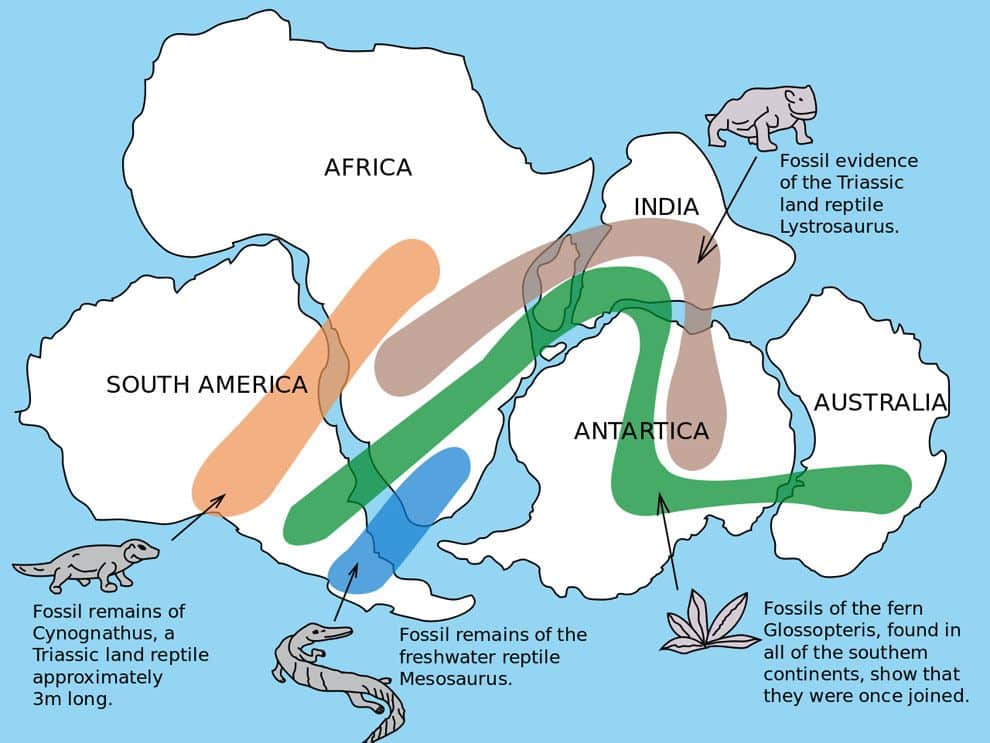 Biological evidence Continental drift theory
