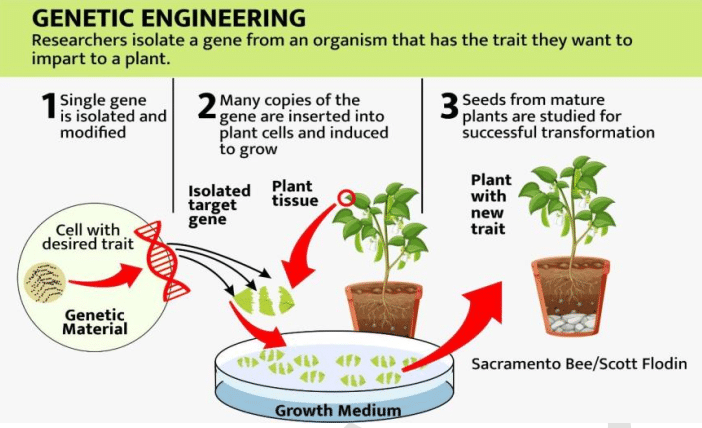 GENETICALLY MODIFIED CROPS