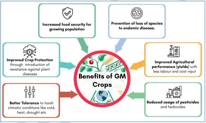 जीएम फसलों के लाभ