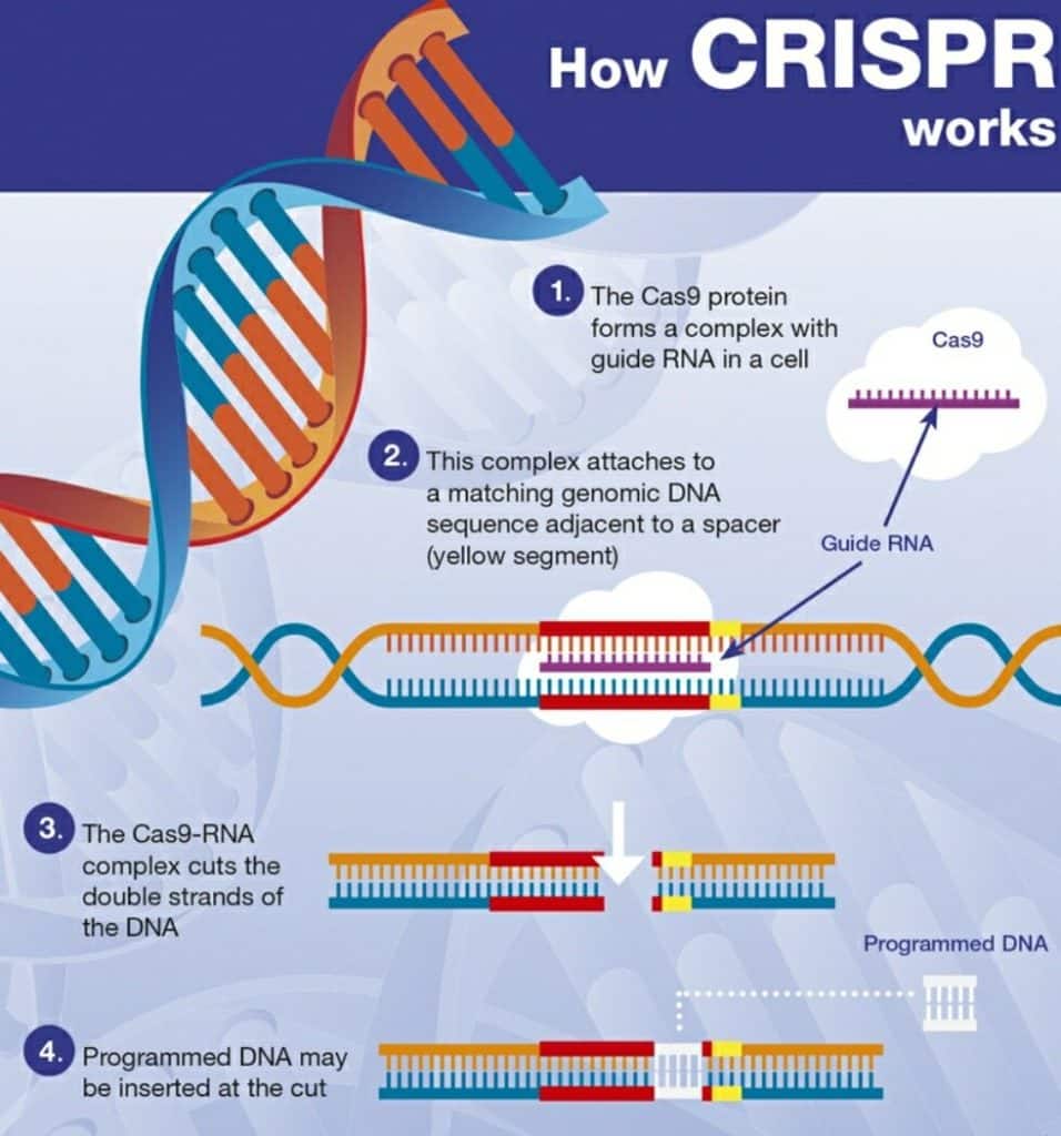 What is CRISPR-Cas9?