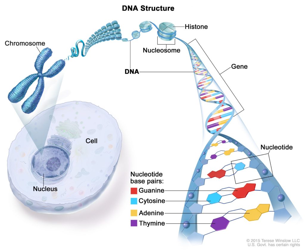 डीएनए संरचना