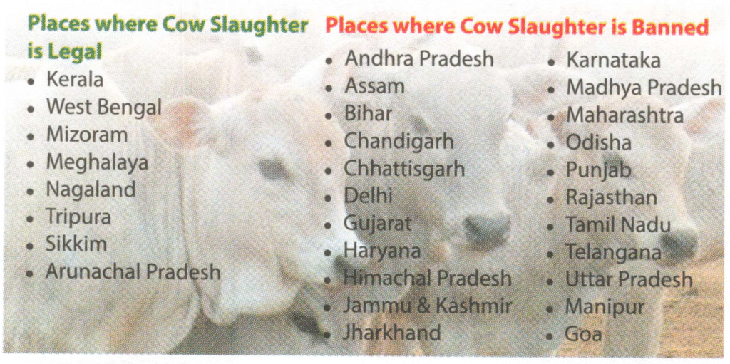 Cow Slaughter