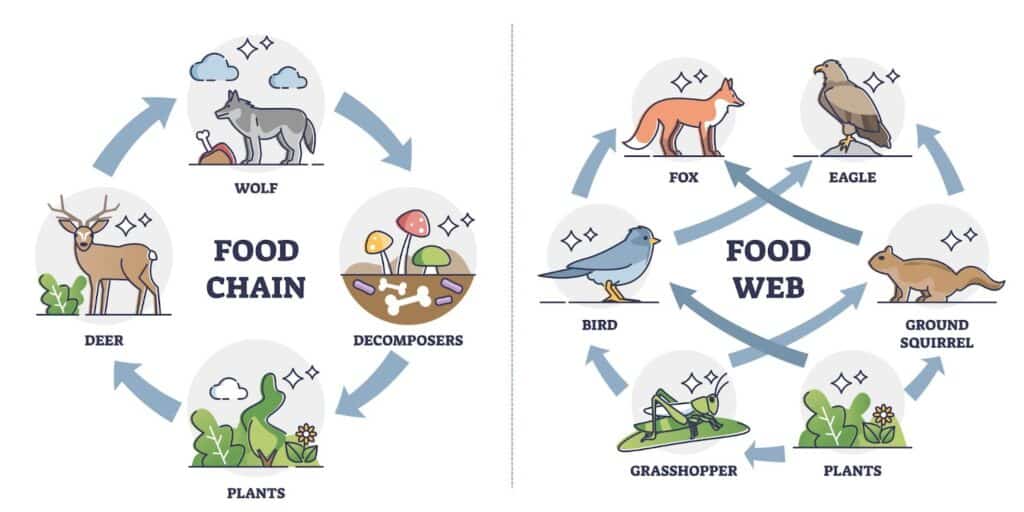 Food Chain Food Web