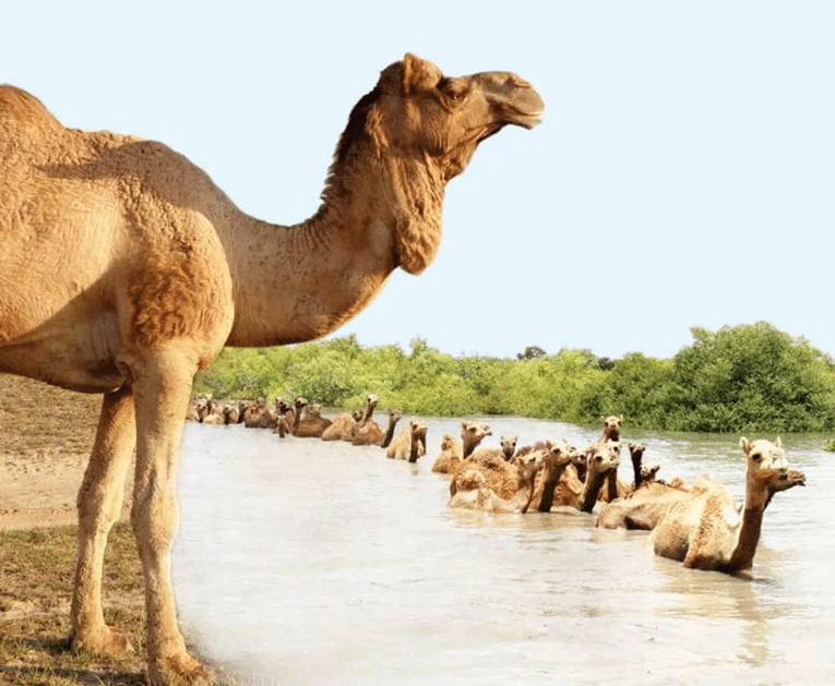 Kharai camels
