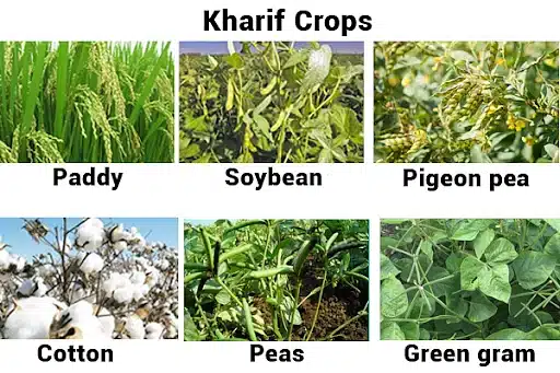 Kharif crops