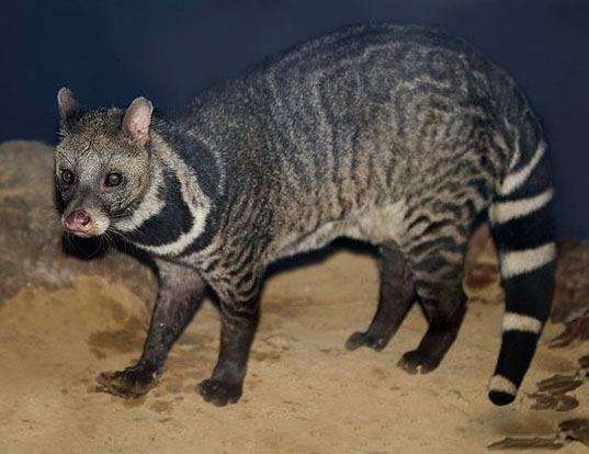 Malabar Civet
