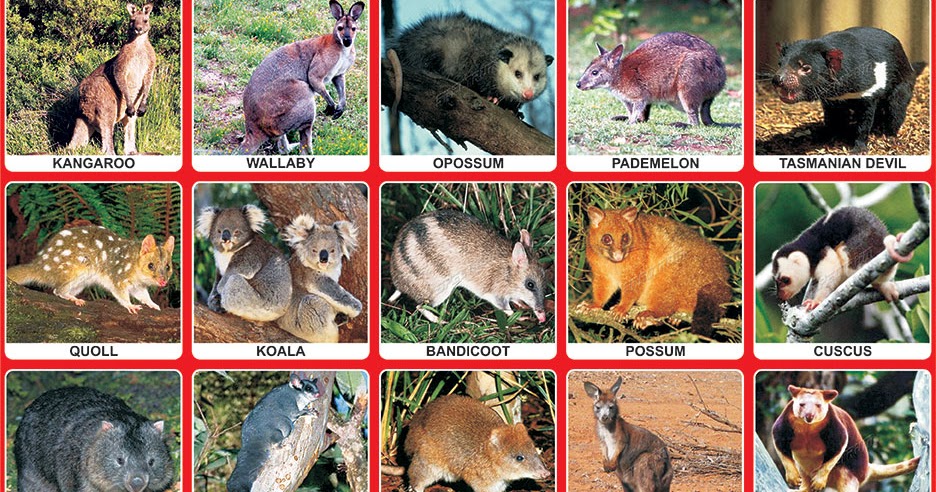 Marsupials Animal