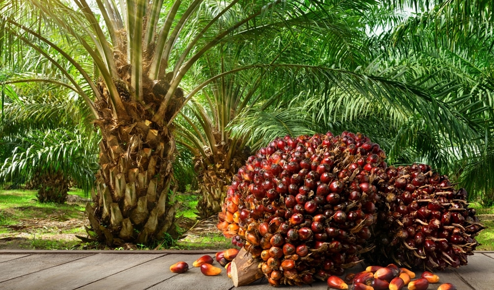 Palm Oil tree