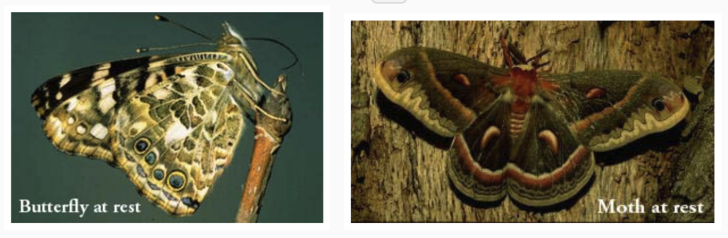 butterfly and a moth