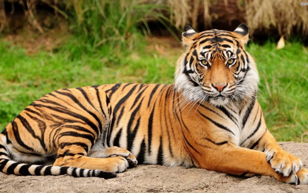 National Animal of India