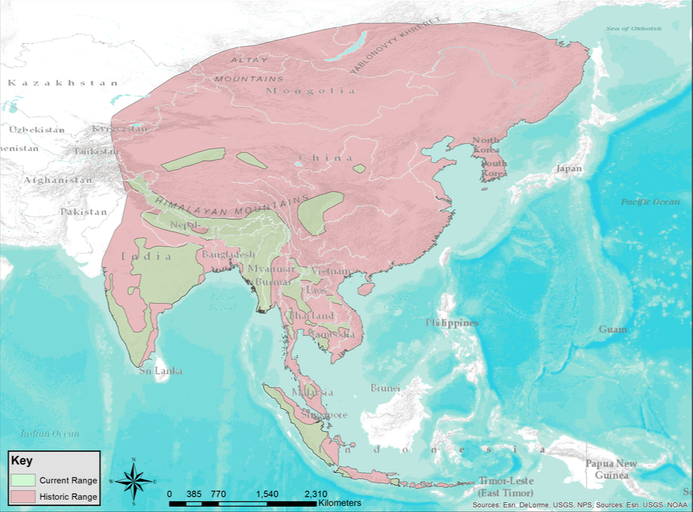Dhole Distribution and Habitat
