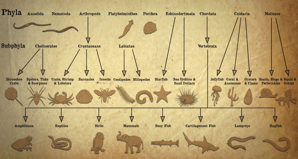 Animal Kingdom Classification