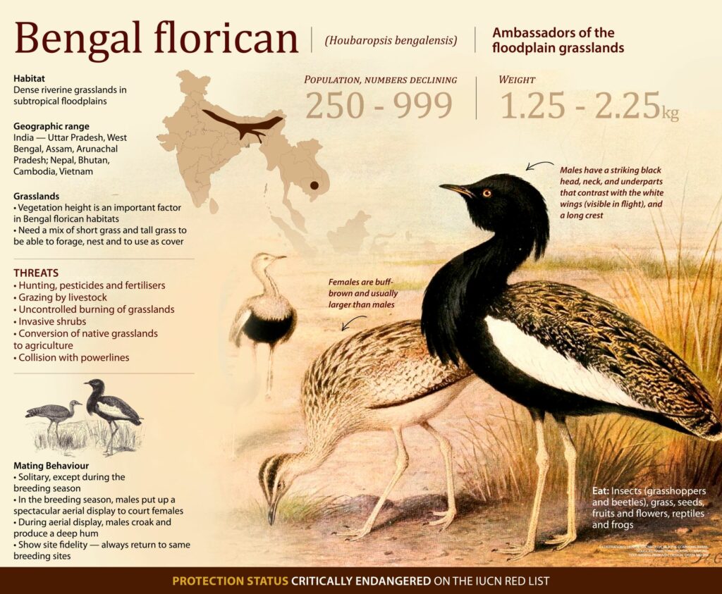 Bengal florican
