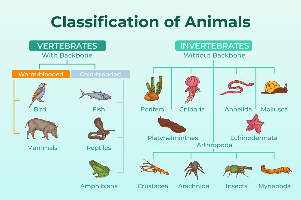 Classification of Animal Kingdom