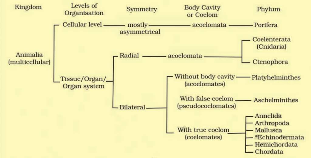 classification of Animalia