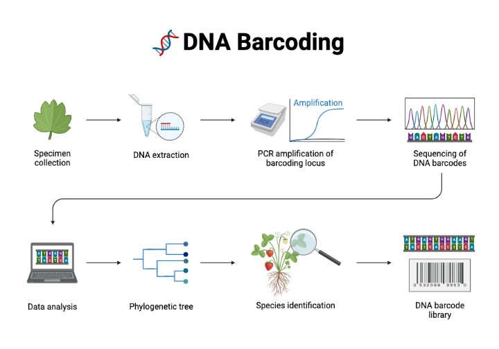 DNA Barcoding