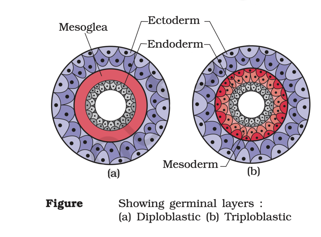 Diploblastic and Triploblastic Organisation