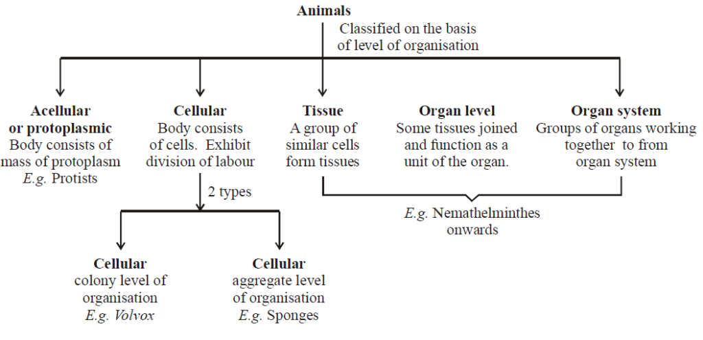 Levels of Organisation - Animal Kingdom (Animalia)
