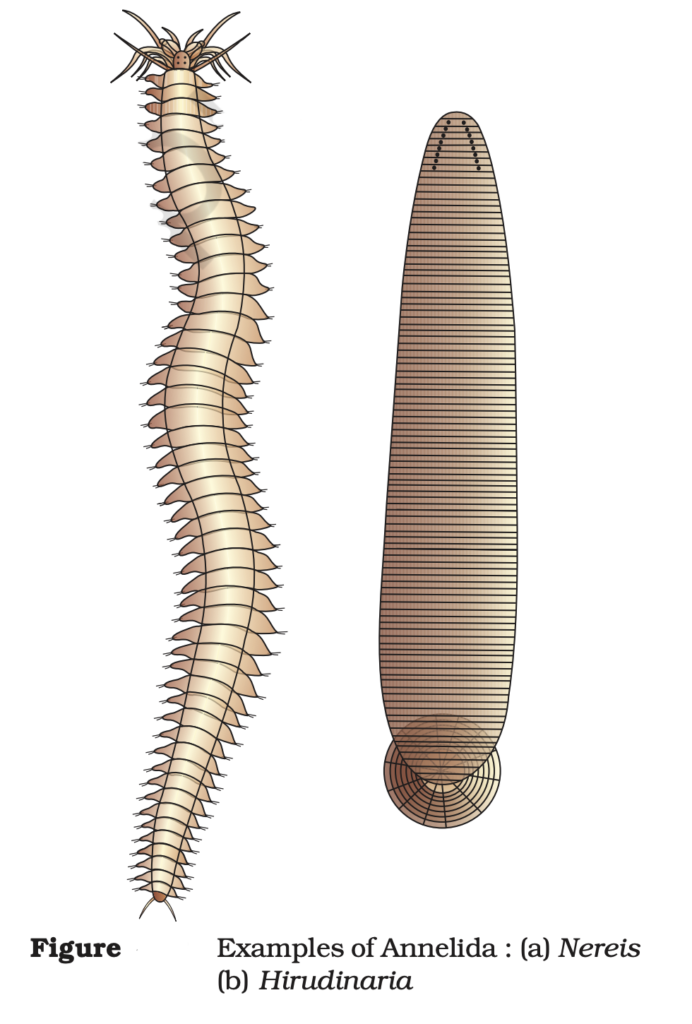 Phylum Annelida