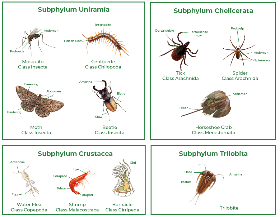 Phylum Arthropoda