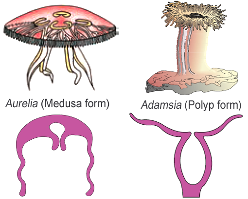 Phylum Coelenterata (Cnidaria)
