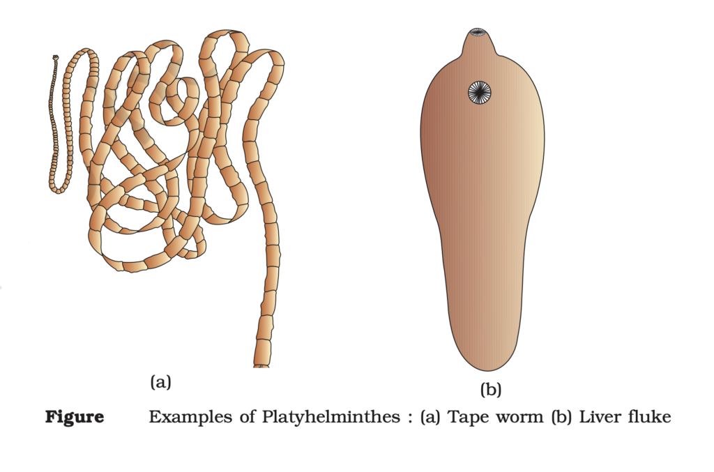 Phylum Platyhelminthes